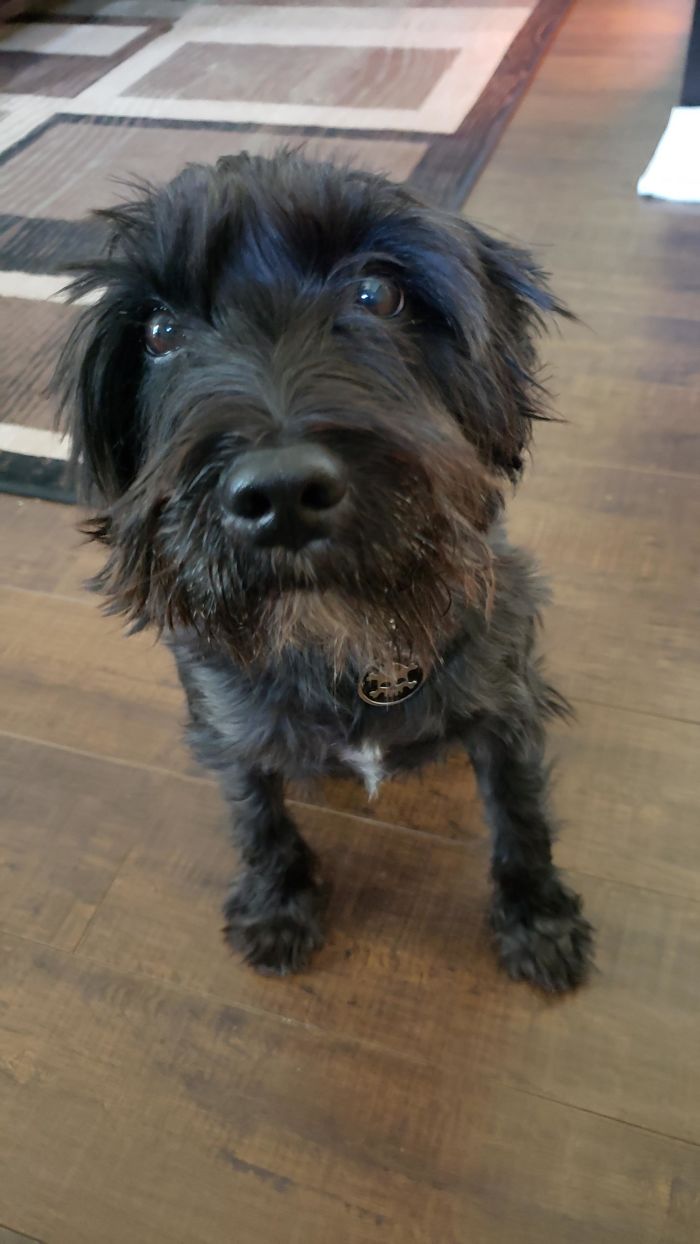 Meet Scooter! Abused And Neglected Left At A No Kill. We Fostered Him Then Adopted! We Are So Blessed To Have This Beautiful Man In Our Lives Now.