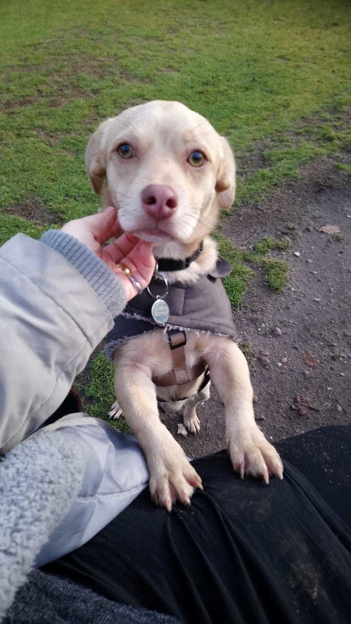 Meet Murphy. We Adopted Him From Spain To Come Live With Us In England. He's 1 And Fits In With The Family, Loves Our Cat, Benny And Our Other Dog, Alan