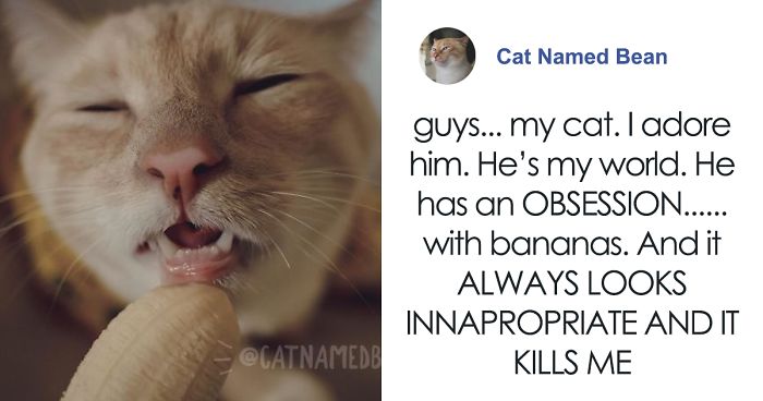 Cat Obsessed With Bananas Is Going Viral For How Inappropriate His Pics LookCat Obsessed With Bananas Is Going Viral For How Inappropriate His Pics Look