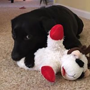 deannajillkerrigan avatar