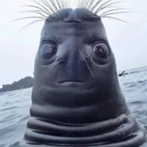 miss_agony_zombielover13 avatar