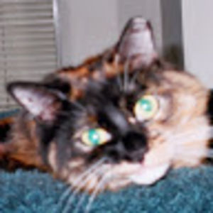 snuzzybuggles avatar