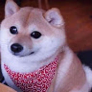 shibetuber568 avatar