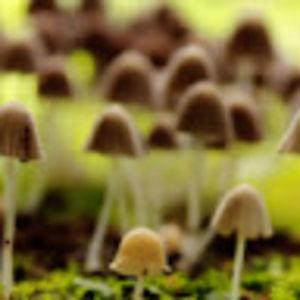 fernandoortiz avatar