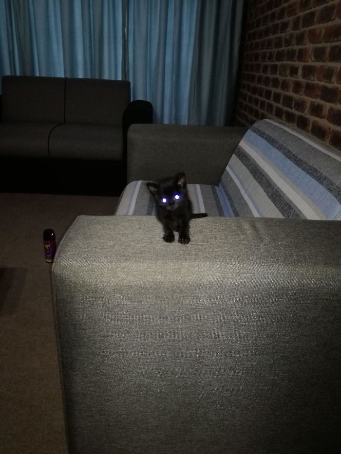 My Favorite Picture Of My Cat, Which I Took The Day I Adopted Him