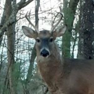 greenmile1909 avatar