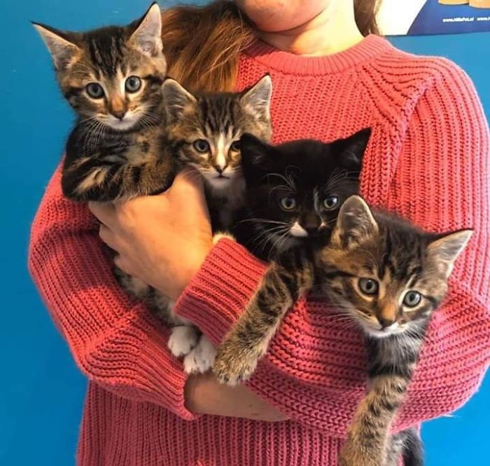These 4 Kittens From A Stray Mom Have Been Socialised And Adopted All Together Today.