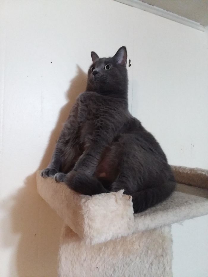 For A Best Friend She's Quite Goofy Lookin But 10/10 Would Adopt Again