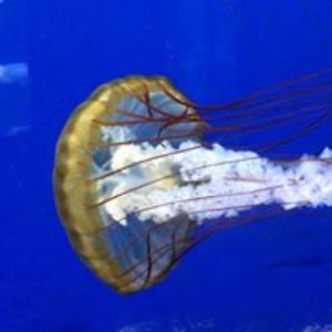 slaughterbeckamber avatar