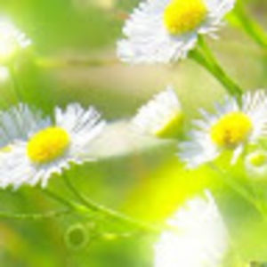 mackenziecondon avatar