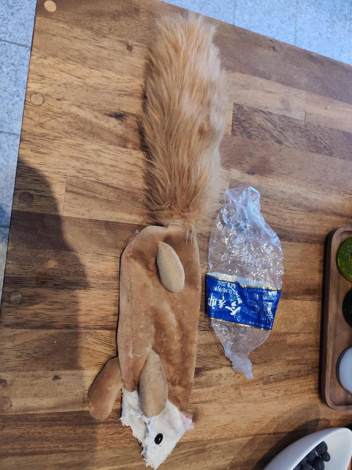 My Dog's Toy Had A Recycled Water Bottle Inside It