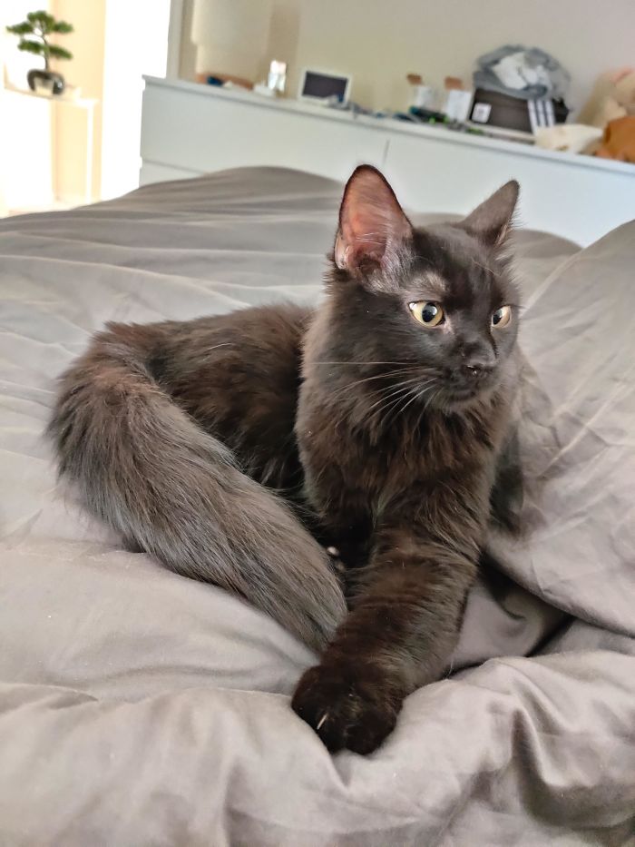 Adopted This Little Floof Last Week And Couldn't Be More Happier