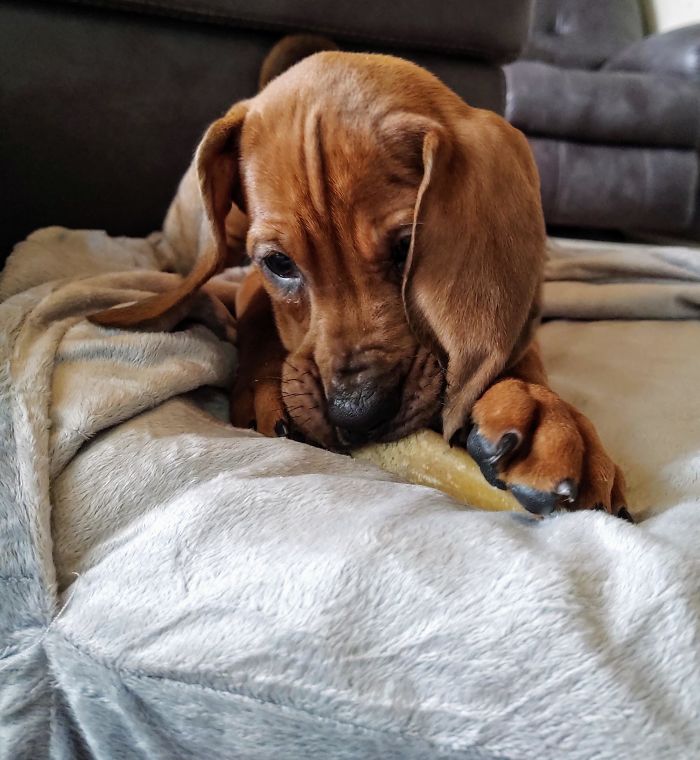 Just Adopted This Precious Baby Today