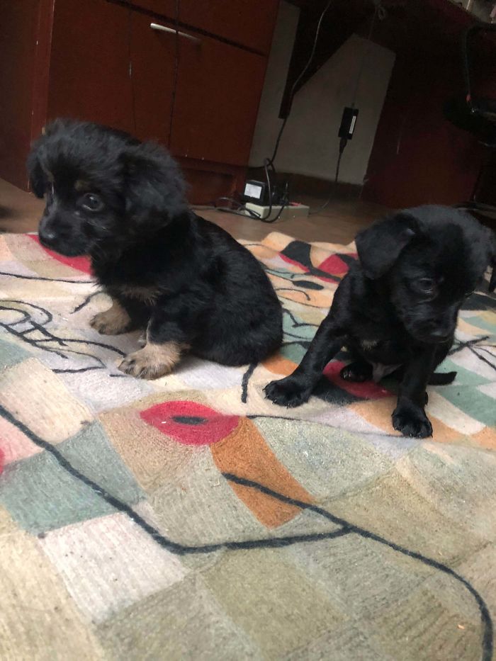 My Cousin Adopted These Two Puppets Today!