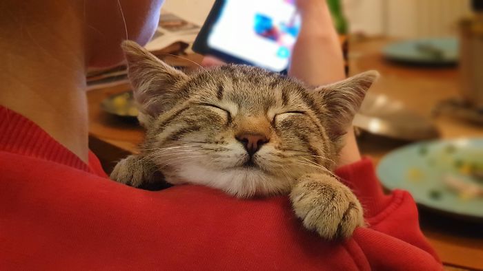 Our New Member Of The Family, Benjamin