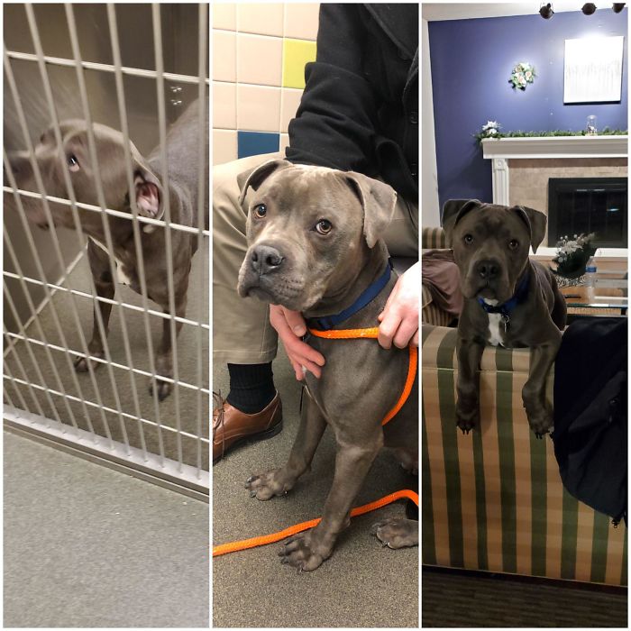 From Shelter To His Forever Home. Reddit Meet Colt!