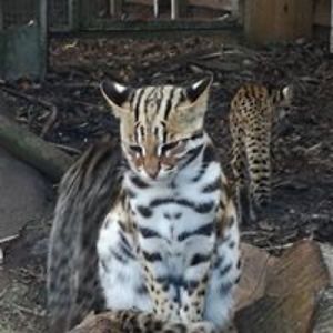 simon_parsons avatar