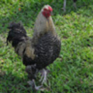 dmitrijgorbacsov avatar