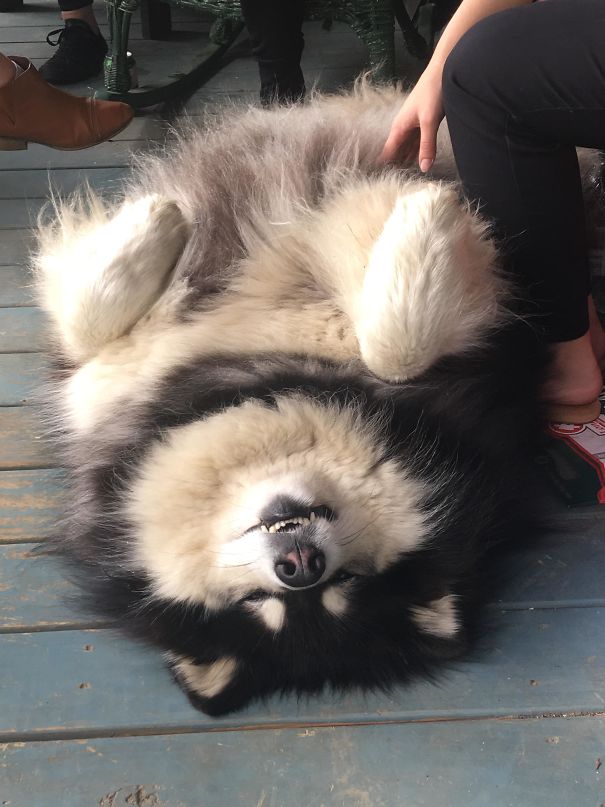 Absolute Malamute