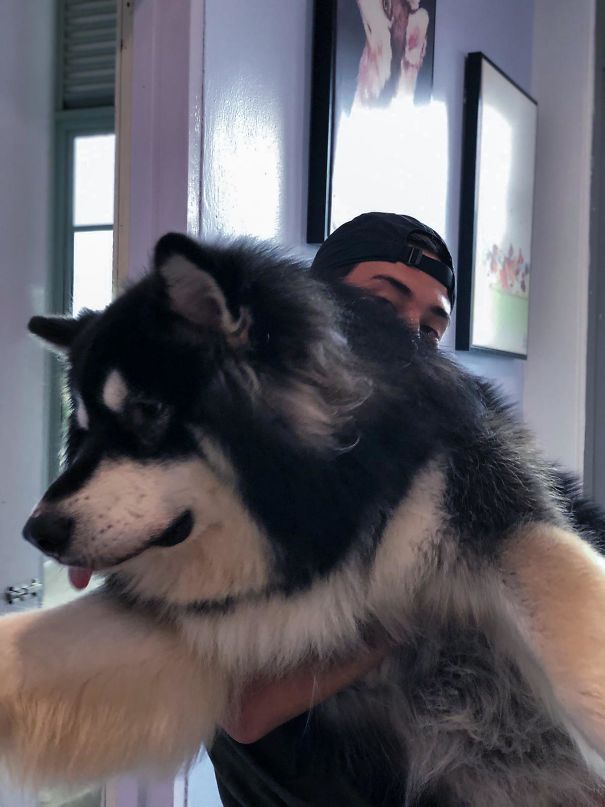 Absolute Dogs Are So Great