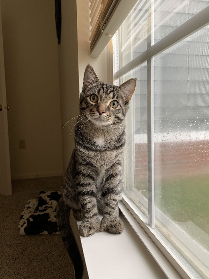 This Is Miller, My Rescued Polydactyl Kitty Who Likes To Tear Blinds Apart If They Aren’t Open. He Is Quite Photogenic 