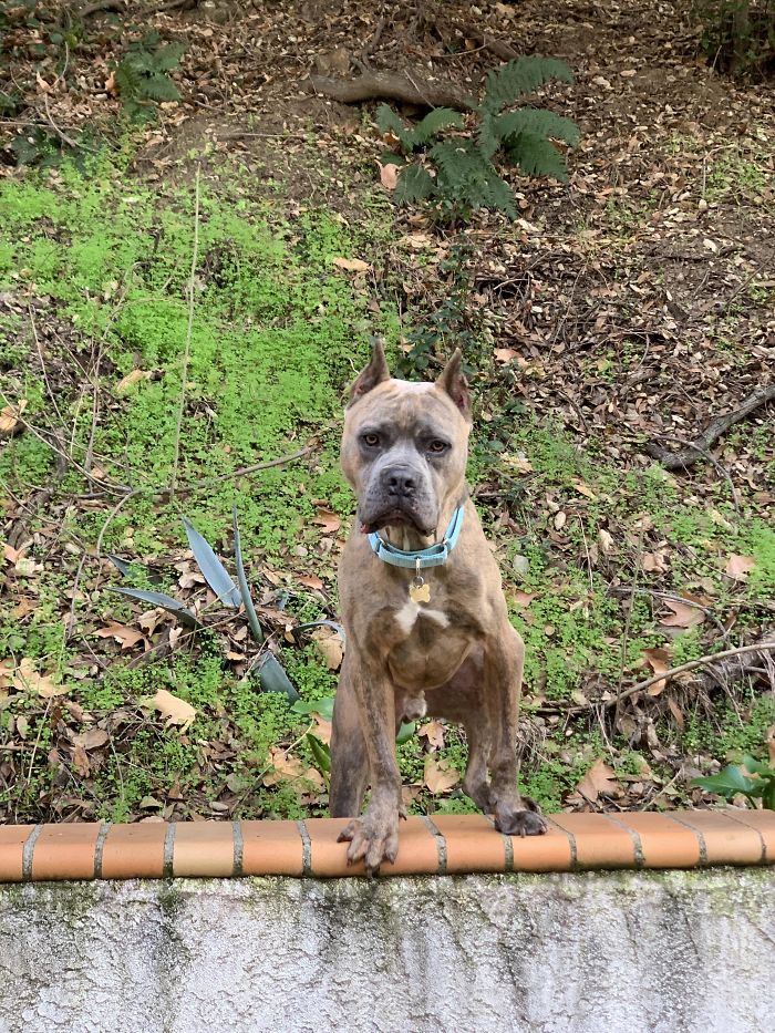 I Think I May Have Just Adopted The Beefiest Version Of Scooby Doo Ever