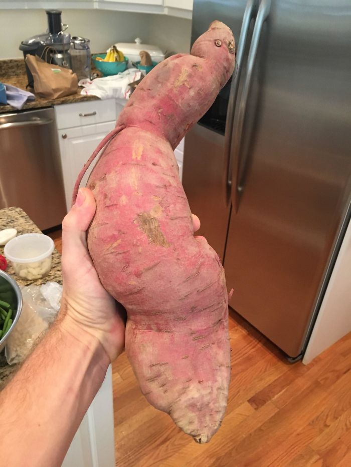 Absolute Unit Of A Sweet Potato