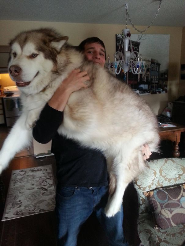 This Is Blaze - Gentle Giant Malamute Still Lets Me Hold Him