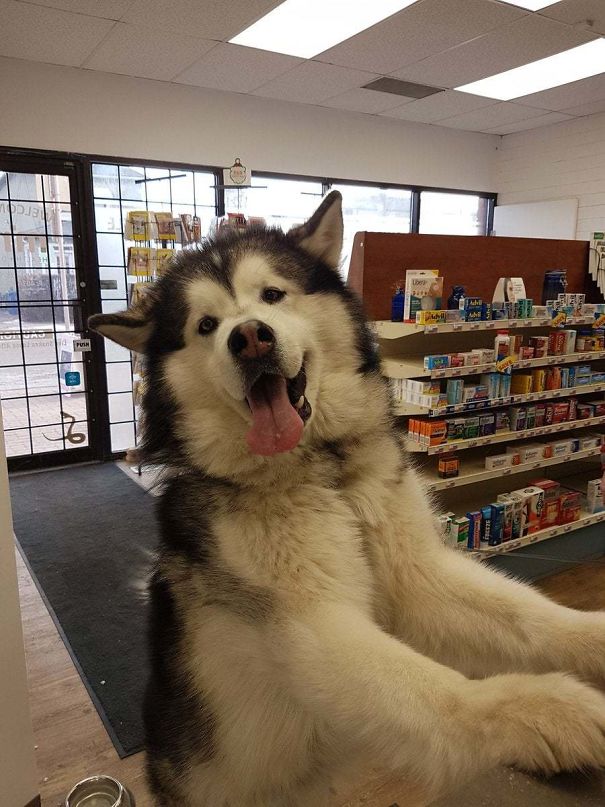 He Is Here To Buy Some Cuddles