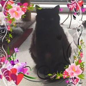 dominiquemall avatar