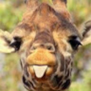 allisonoakwood avatar