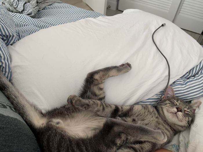 Adopted This Little Fella Yesterday. Needless To Say, He’s Very Comfy His First Day In His New Home