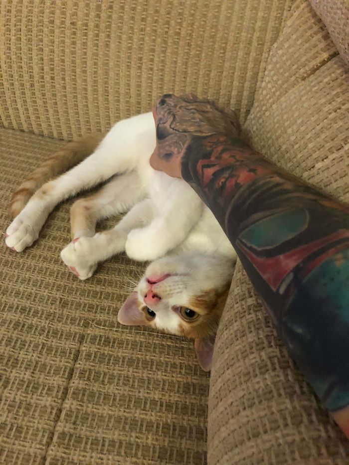 Adopted This Fella. Turns Out He Loves Belly Rubs