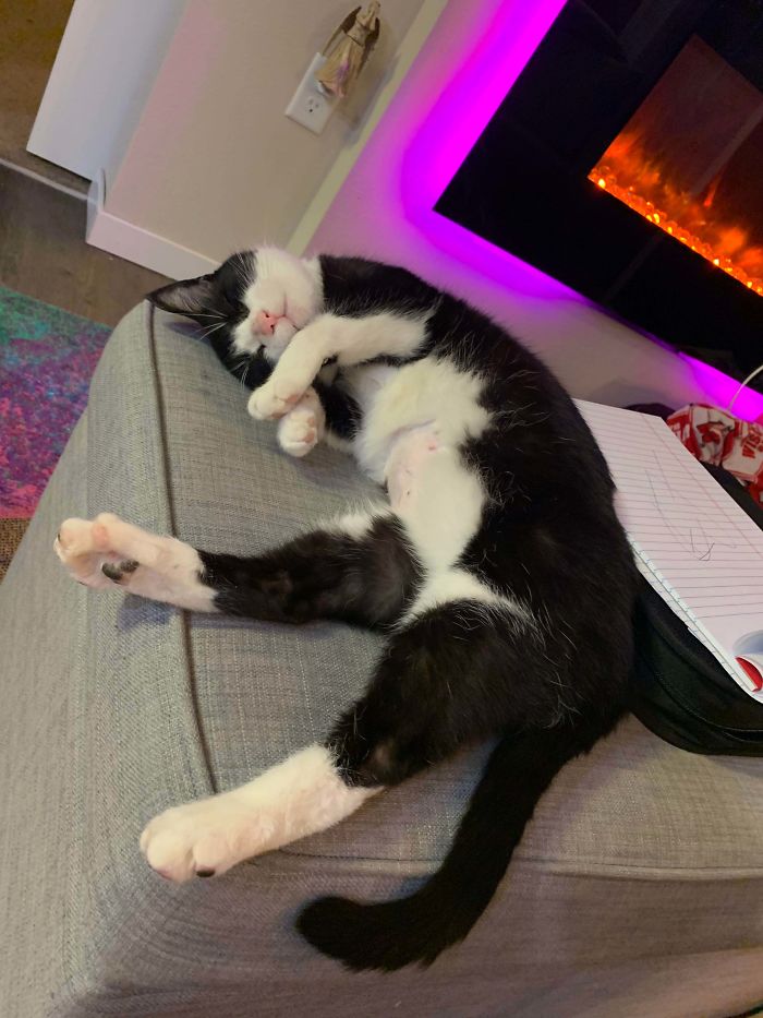 We Just Adopted Ginny. Welcome To The Family 