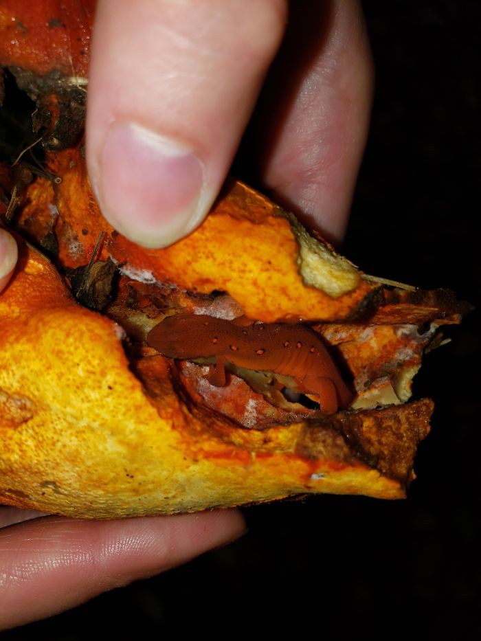 Found A Newt In A Mushroom Today