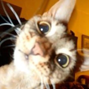 anne_c_bryson avatar