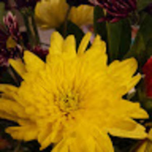 amberleebatchelor avatar