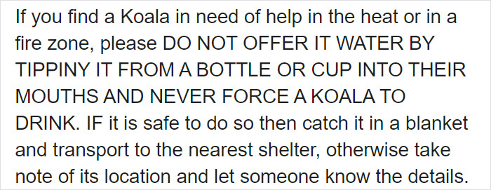 After One Koala Dies Due To Being Given Water Improperly, Vets Explain How To Do It Right