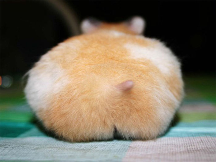 Cute-Hamster-Butts
