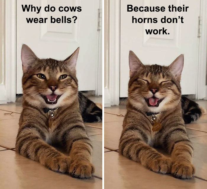 Cat-Meme-Joke
