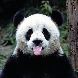 fabiola-hopeful avatar