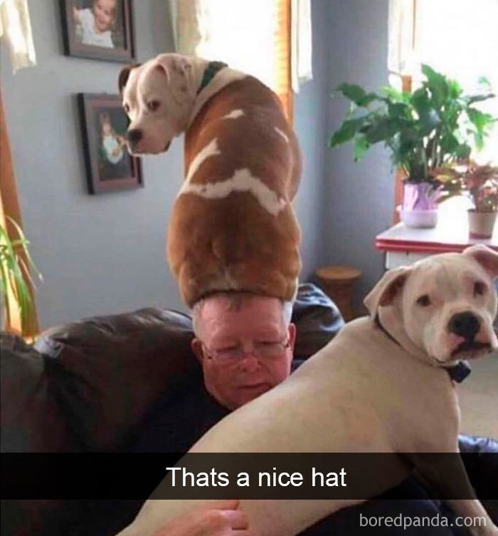 Funny-Hilarious-Dog-Snapchats
