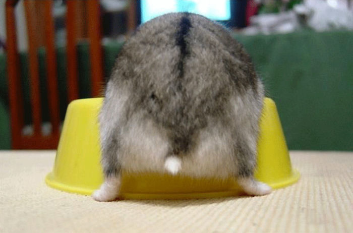 Cute-Hamster-Butts