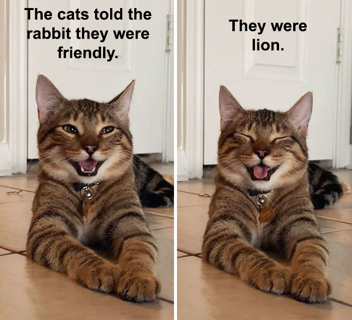 Cat-Meme-Joke