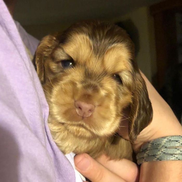 Meet Winnie, The Cocker Spaniel That Looks Like A Real-Life Disney Character
