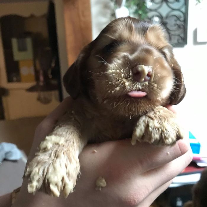 Meet Winnie, The Cocker Spaniel That Looks Like A Real-Life Disney Character Meet Winnie, The Cocker Spaniel That Looks Like A Real-Life Disney Character