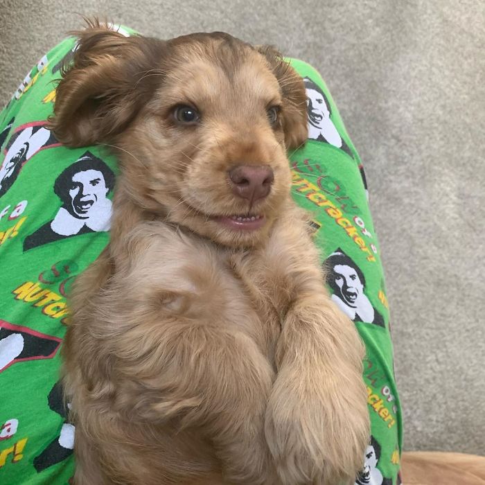 Meet Winnie, The Cocker Spaniel That Looks Like A Real-Life Disney Character Meet Winnie, The Cocker Spaniel That Looks Like A Real-Life Disney Character