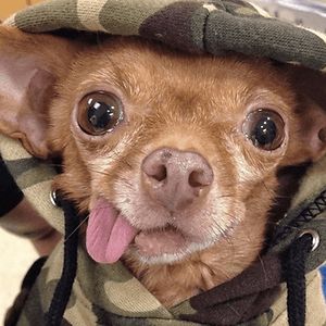 danirows183cli avatar