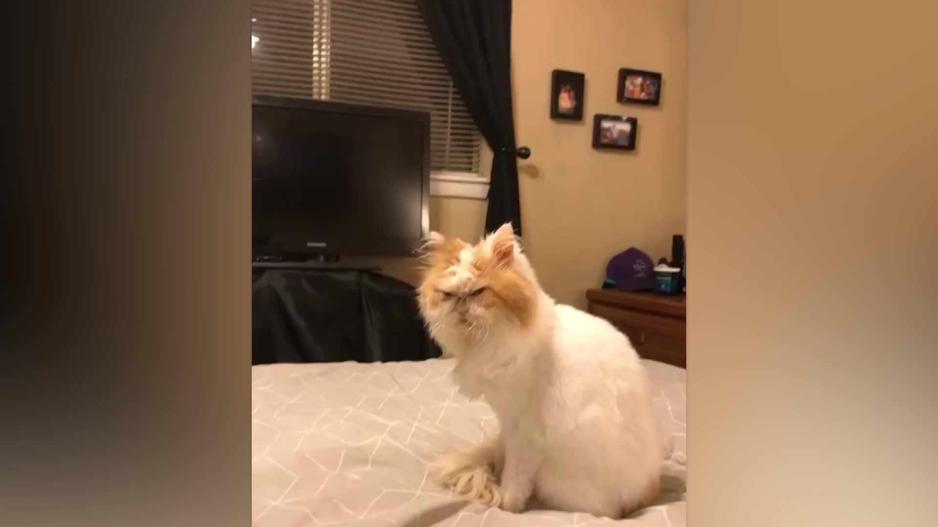 The Internet Has Found A New Grumpy Cat