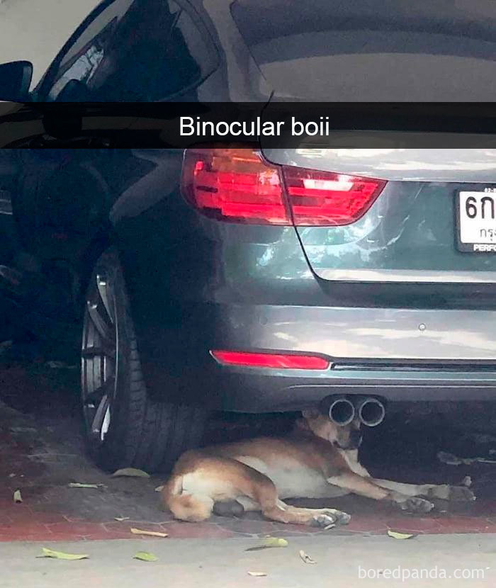 Funny-Hilarious-Dog-Snapchats